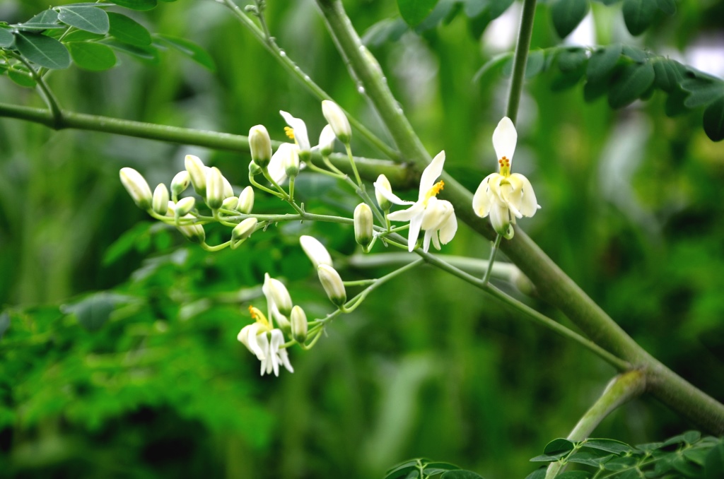 My little vegetable garden Moringa flowers SECOND WEEK