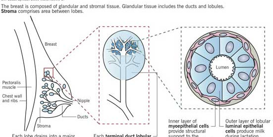 How Breast Cancer Treatments