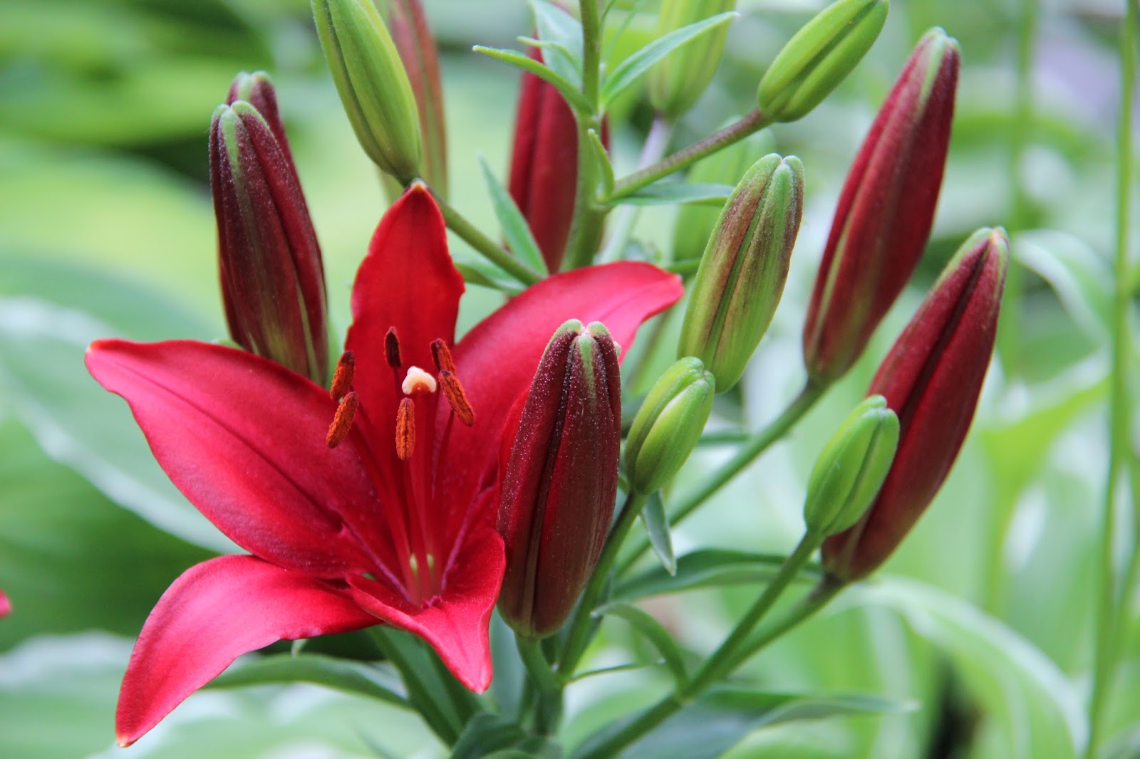Les jardins partout Tiny Ghost Dwarf Asiatic Lily/Lis