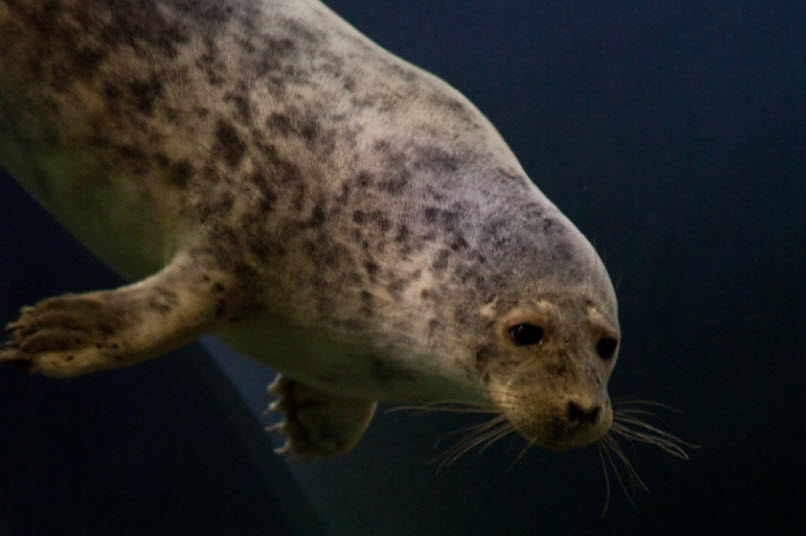 Ringed Seal The Life of Animals