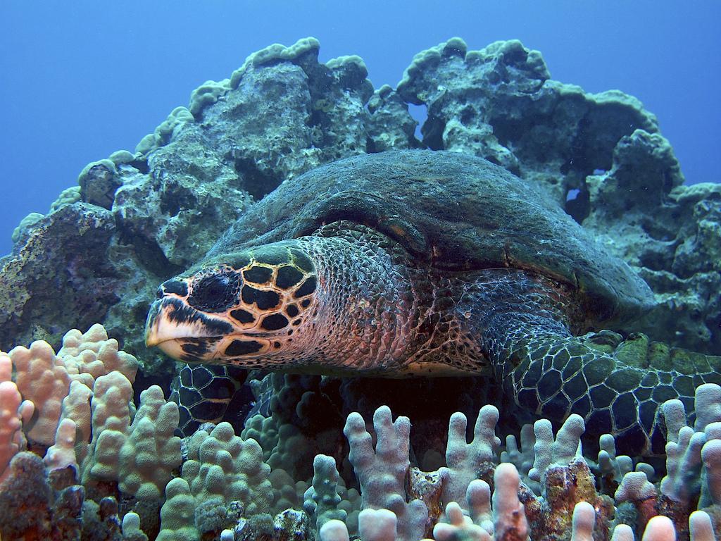 Hawksbill Sea Turtle Predators Pictures on Animal Picture Society
