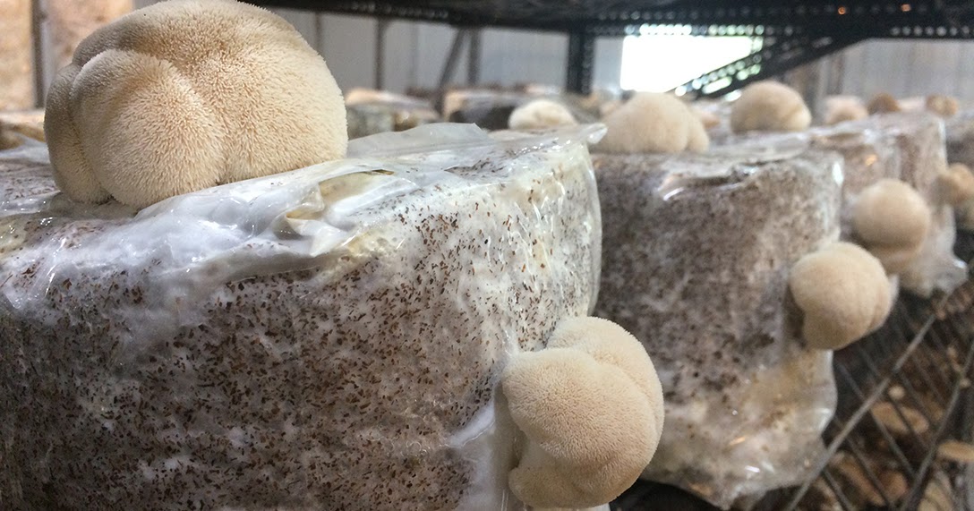Mushrooming Together Grow Shiitake, Oyster, Chestnut, Lion's Mane and