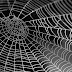 Web for Wounds: When Spiderwebs Were Used as Bandages!