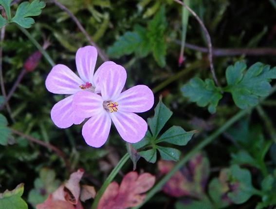 HIERBA DE SAN ROBERTO (Geranium robertianum)