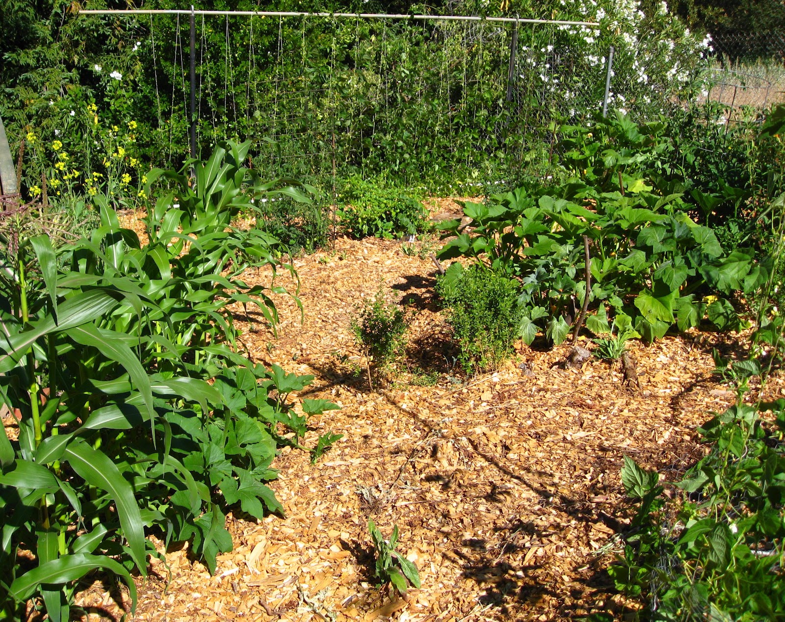 Low Cost Vegetable Garden Hugelkultur works!