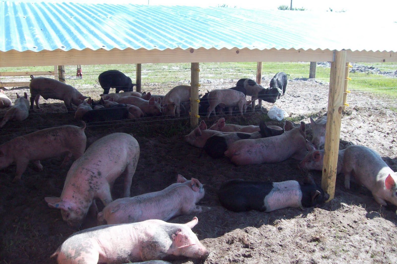 Collier County 4H Hogs for sale