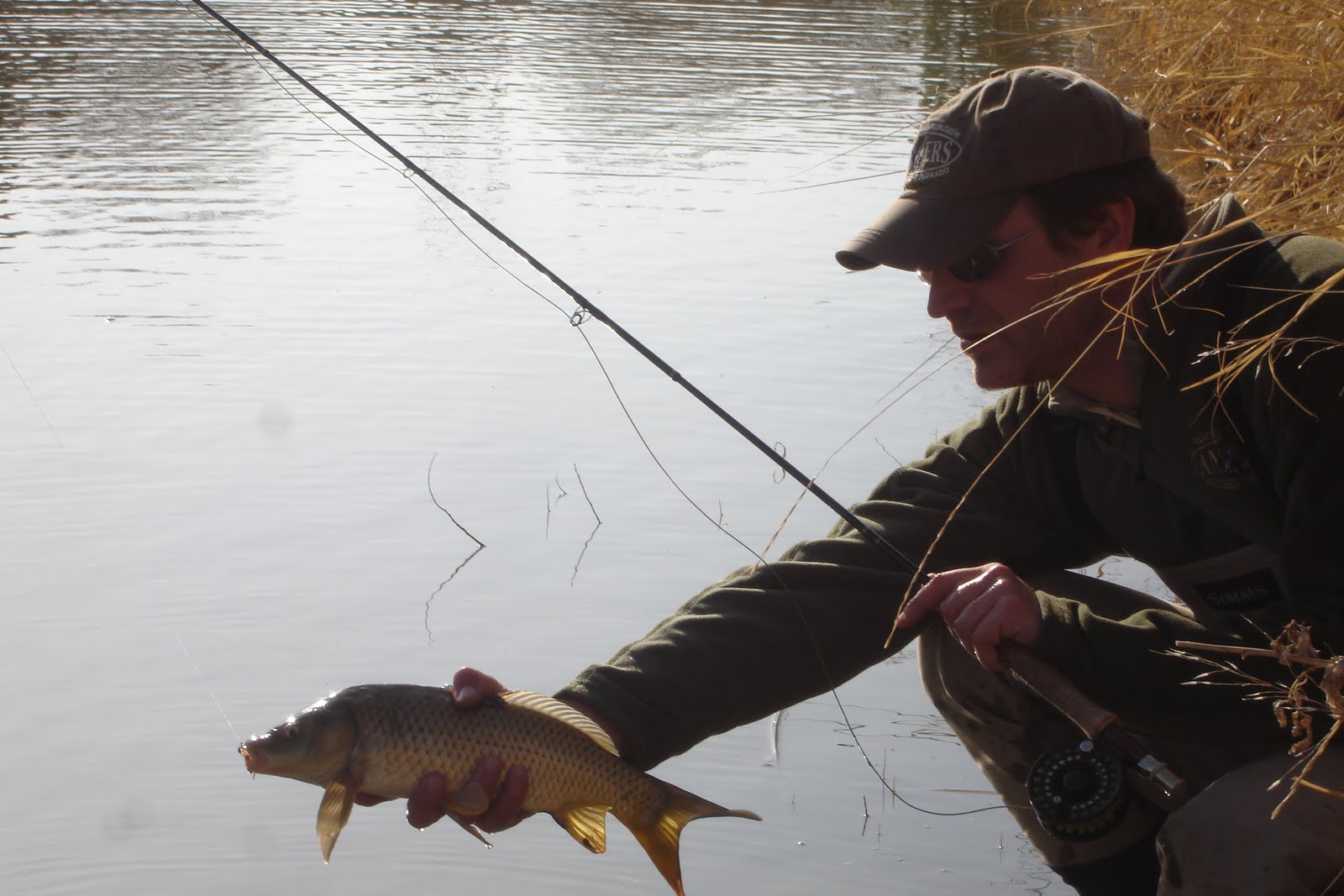 Colorado Fly Fishing Reports Fly Fishing For Carp (Directory)