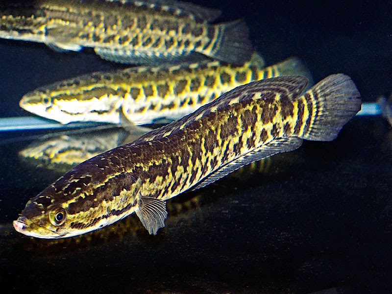 4 Jenis Famili ikan Channidae yang dilarang di Impor - Informasi