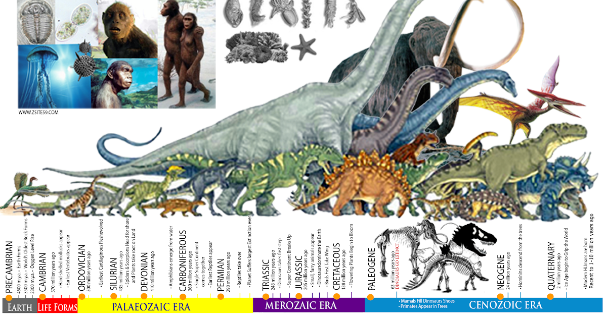 Zsite59: EVOLUTION: The Story of life │ The Prehistoric