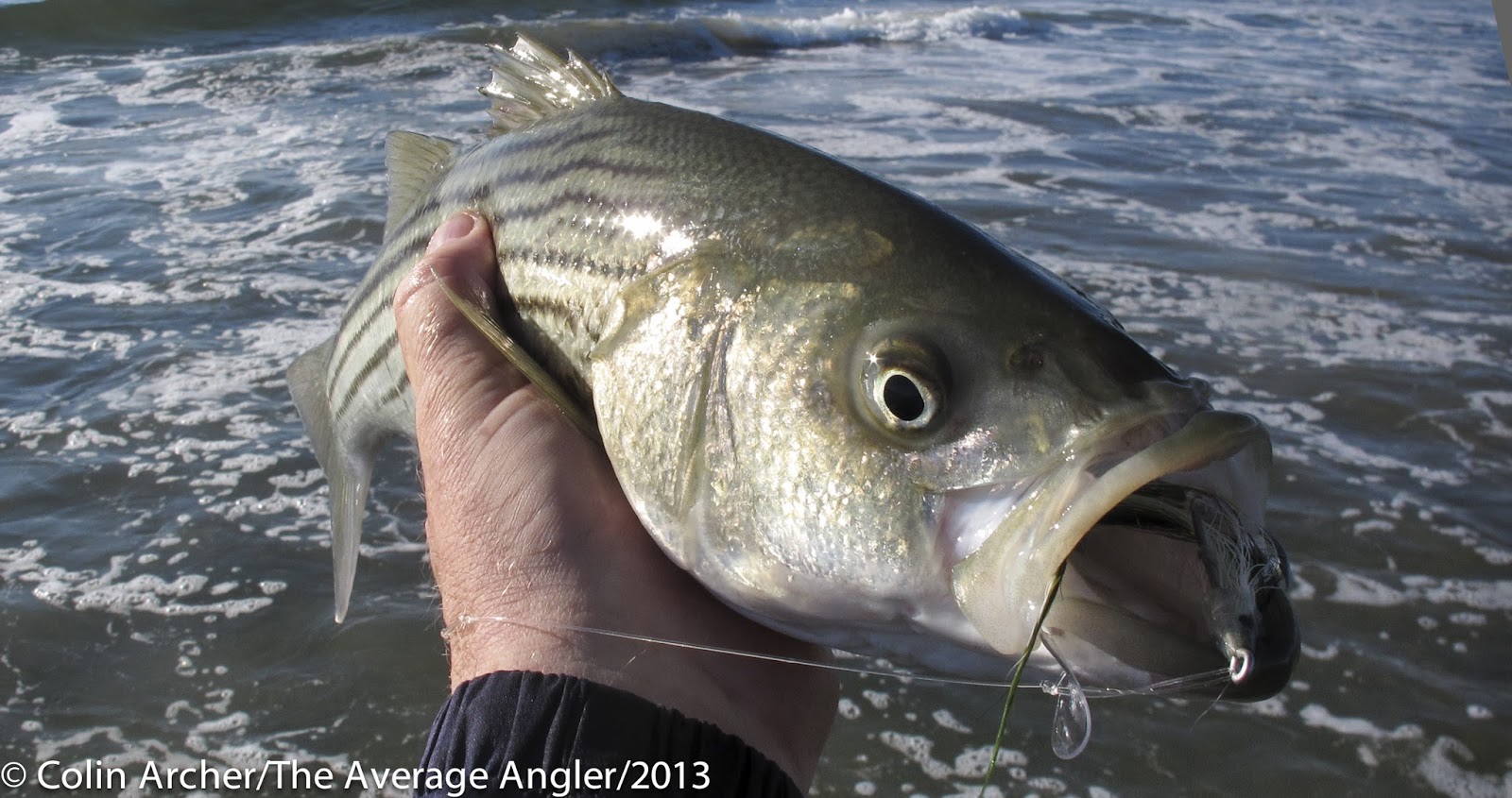 The Average Angler: 12.01.16 Time for them sand eels..maybe