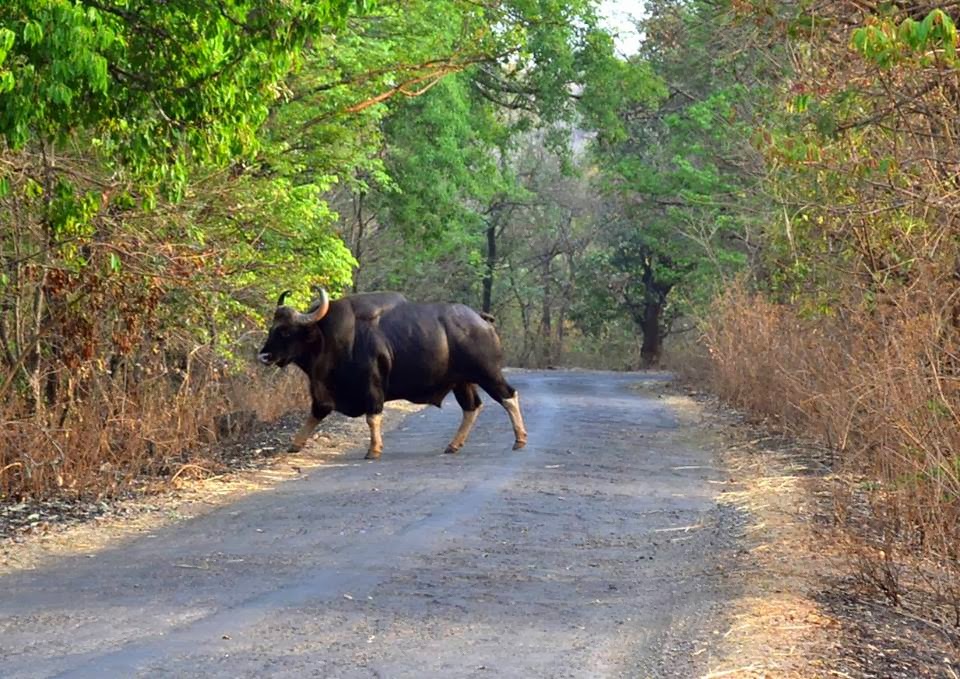 Dajipuri Wildlife Sanctuary