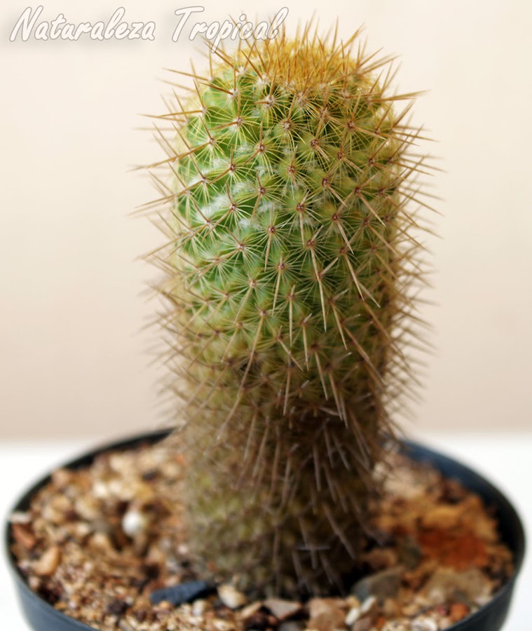 Cactus Mammillaria eriacantha en maceta