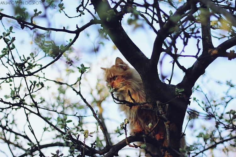 kot, kot norweski leśny, fotografia kotów, rudy kot, rude koty, canon 50 1.4