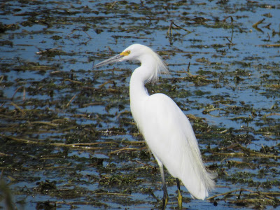 Tule Lake National Wildlife Refuge