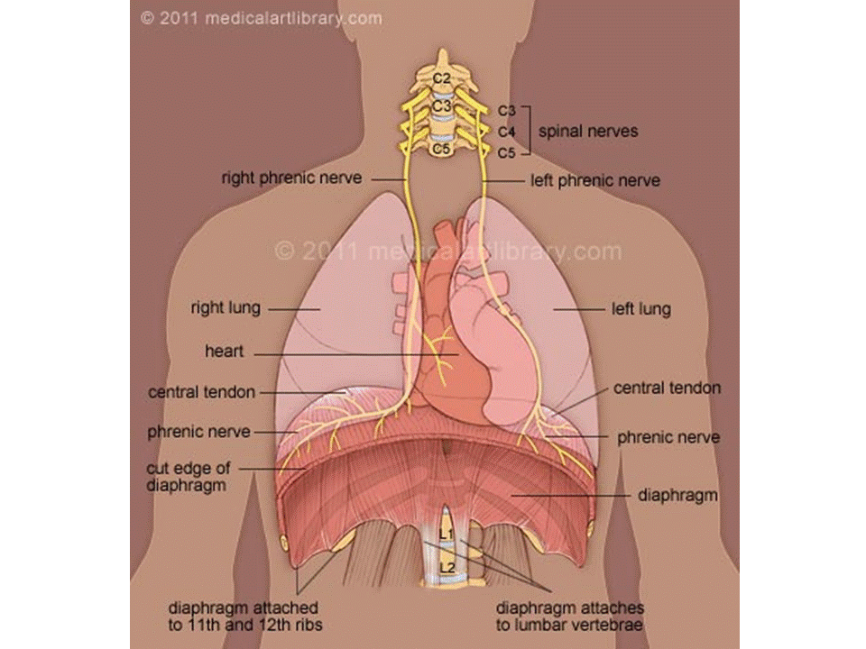 Диафрагмальный нерв анатомия схема