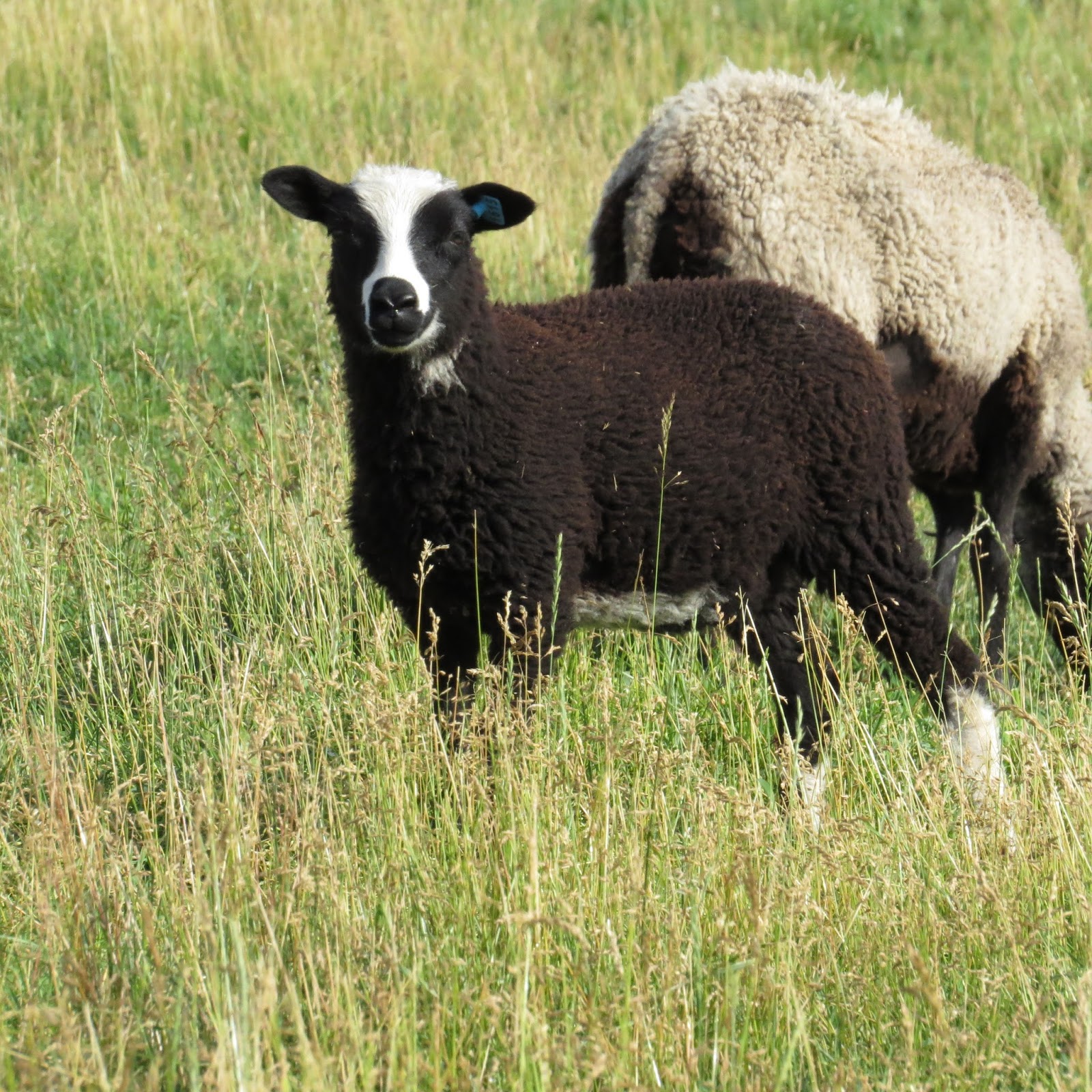 "Ewe's Have It Farm", Shetland Sheep