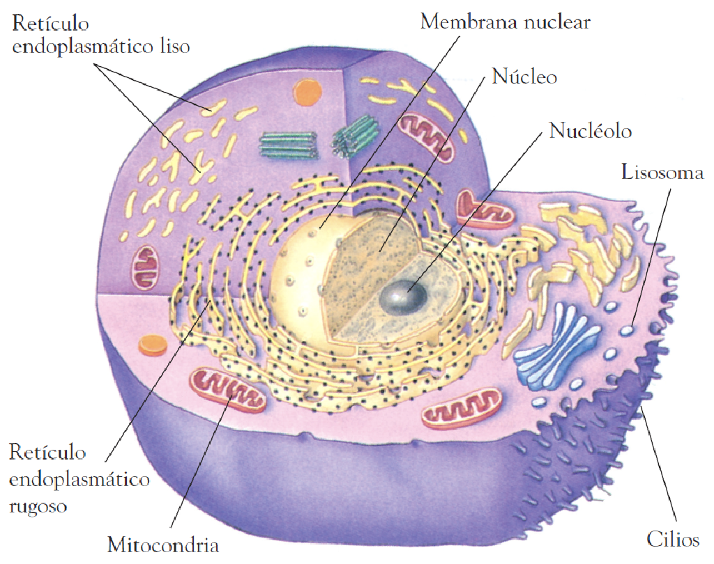 BIOLOGIA TECNOLOGICA LA CELULAUNIDAD DE ESTRUCTURA