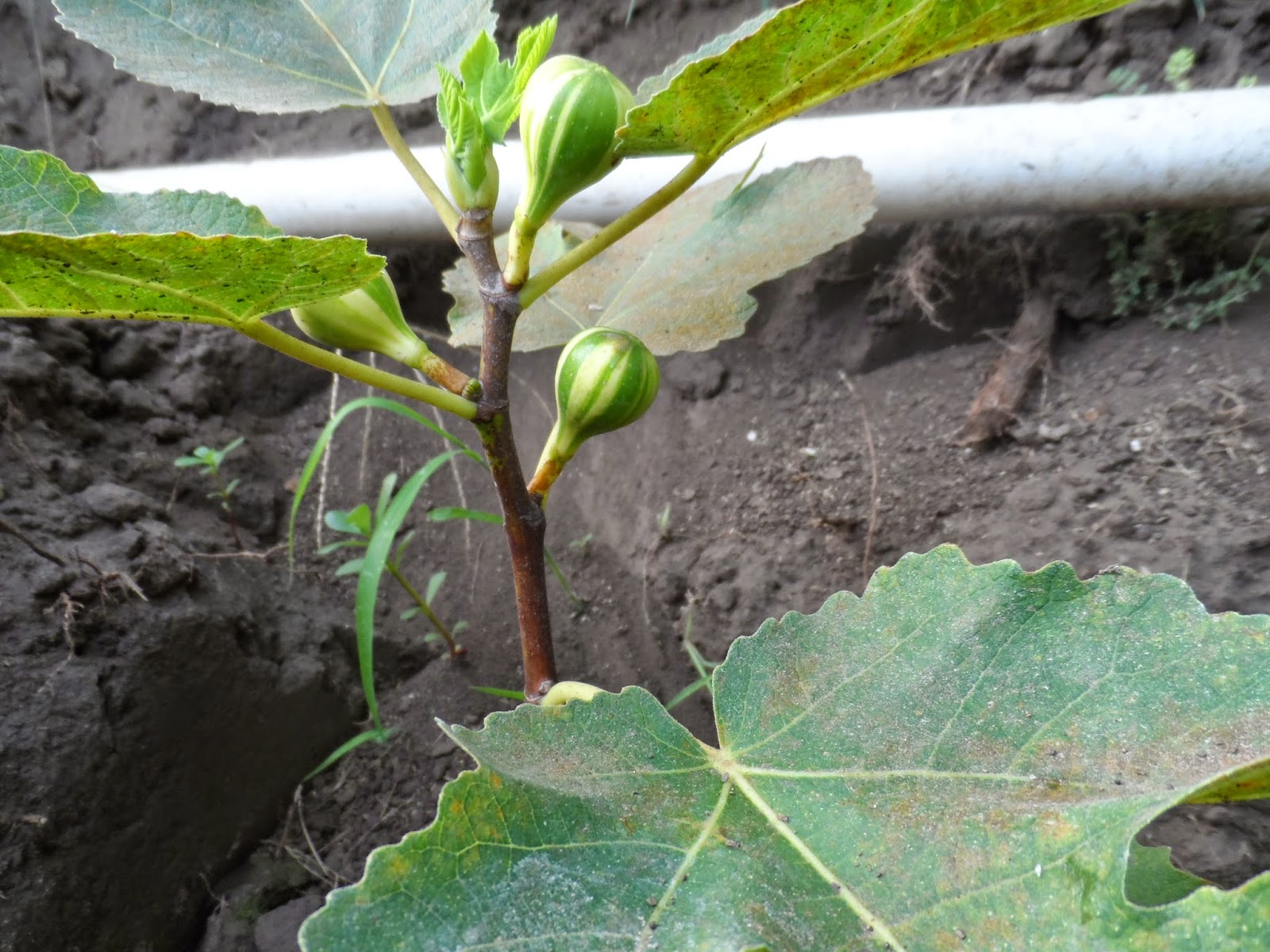 Fig Cuttings For Sale