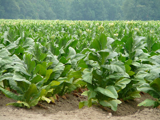 Tobacco Fields