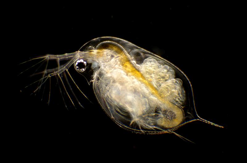 Личинка стрекозы дафния. Дафния Пулекс. Дафния Пулекс Daphnia pulex. Зоопланктон дафния. Дафния хохлатая.