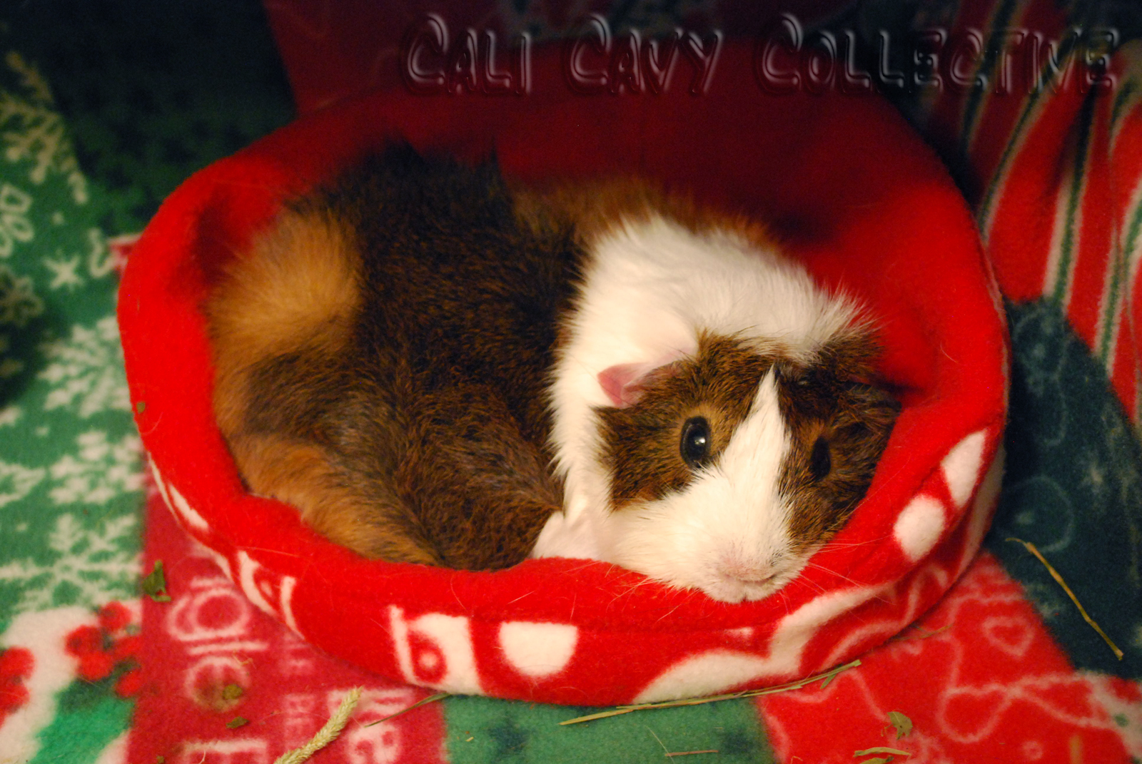 Cali Cavy Collective a blog about all things guinea pig