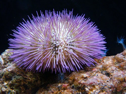 Pengertian, Ciri, dan Klasifikasi Echinodermata