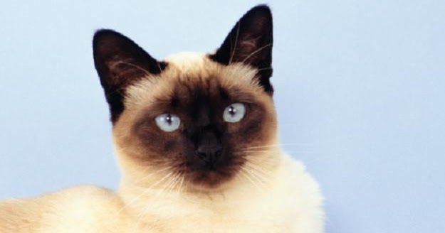 (con) chat (con) chat