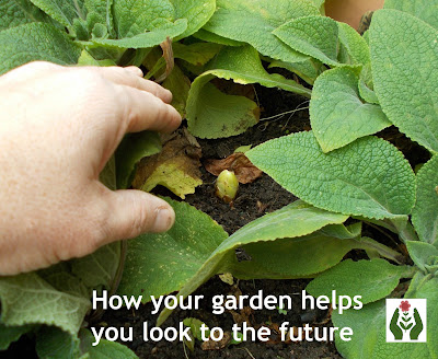 Garden Look to the future #mygardenrightnow Green Fingered Blog