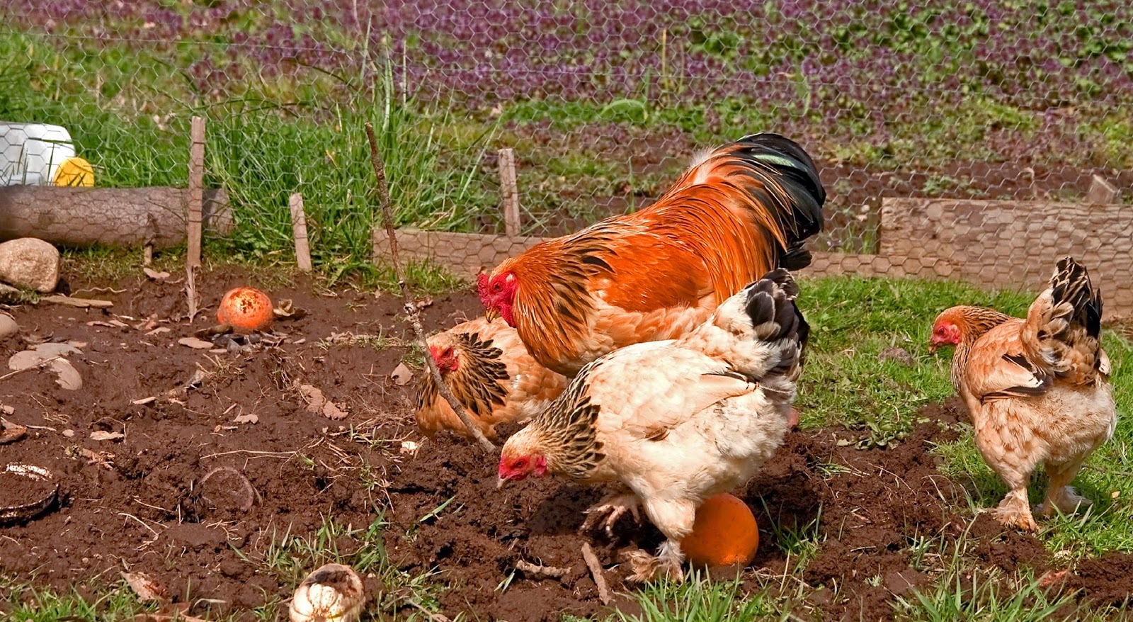 Healthy Sustainable Living Three Things you Didn't Know about Chickens