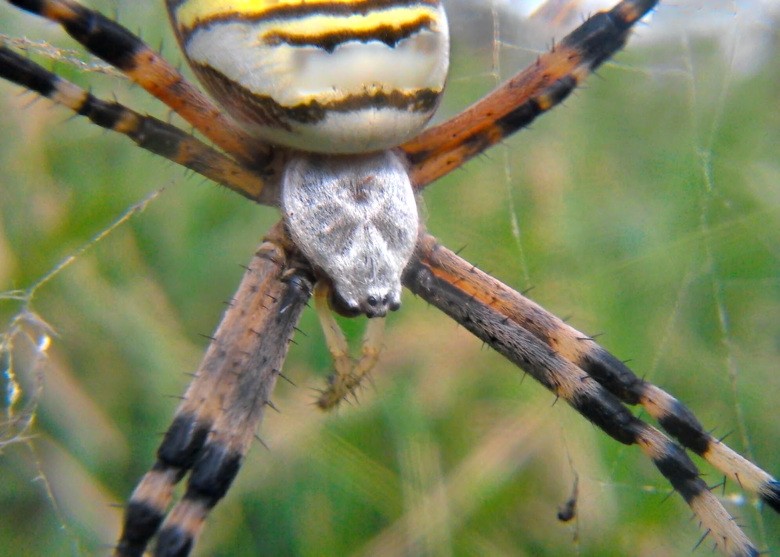 Photography at it's finest Big Spider, strangely beautiful The