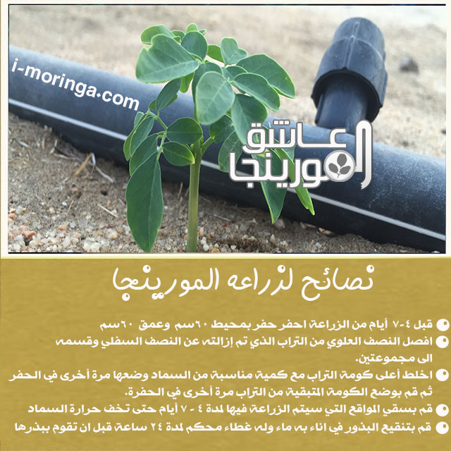 كيفية زراعة شجرة المورينجا سعودي مورينجا