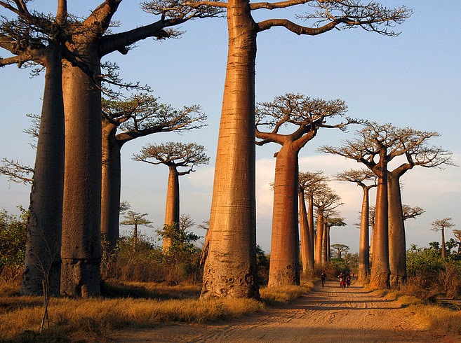 gigantes baobabs a los csotados