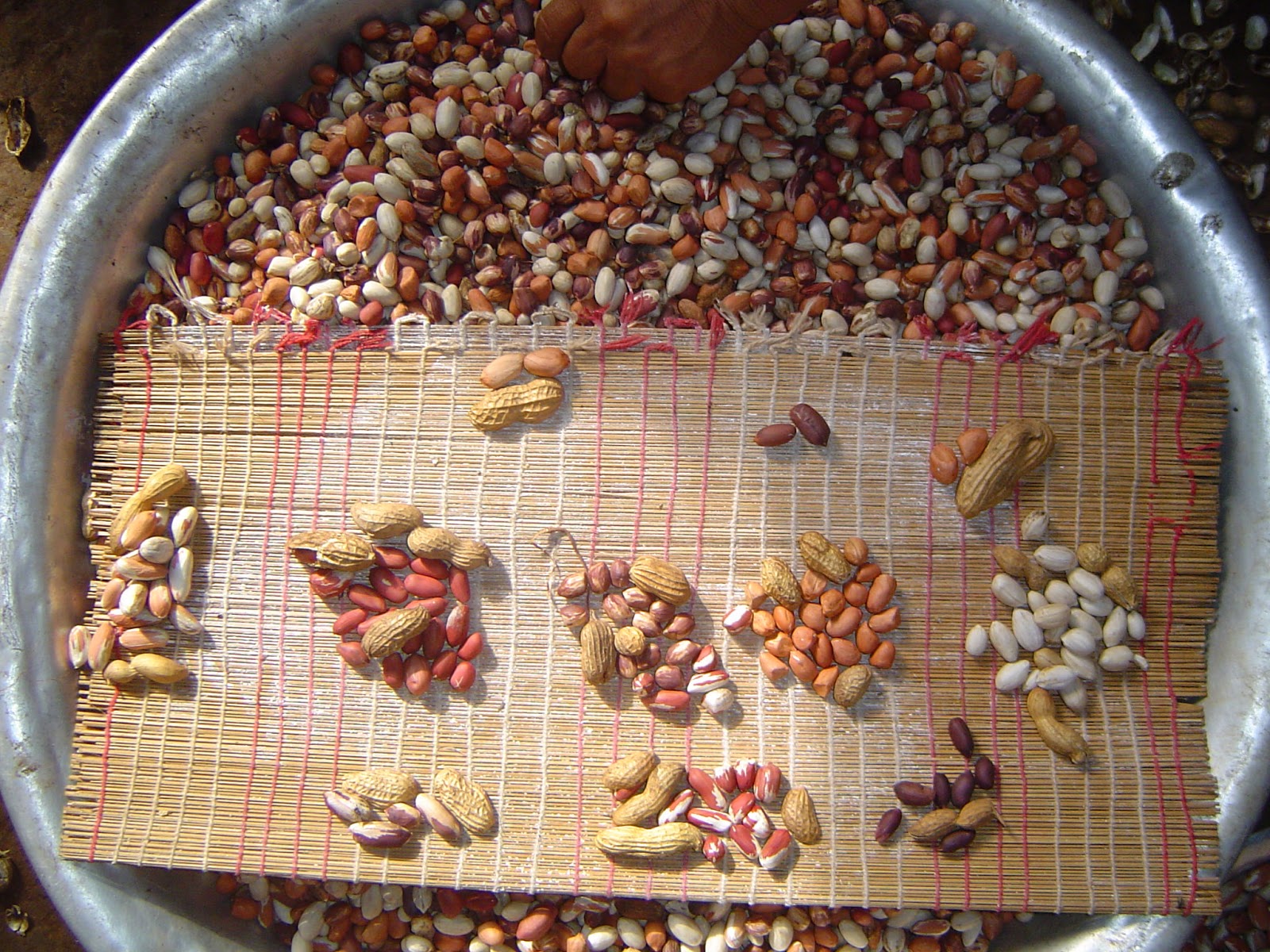 New genome map sheds light on ancestry, diversity of today's peanuts