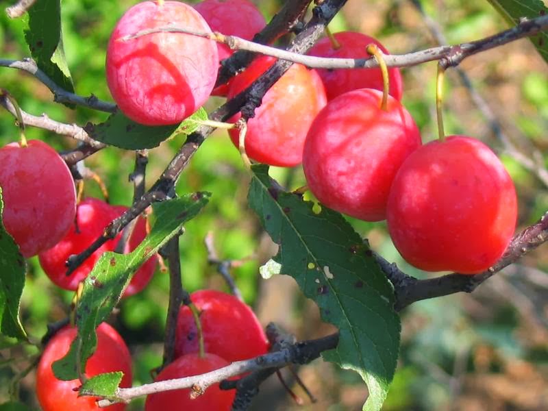 Health Benefits of Plums (Prem) For Beauty and your body VegetaFruit