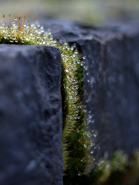 Annie Japaud Nature Photography, macros, moss, fantastic light, nature