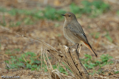 Cotxa fumada (Phoenicurus ochruros)