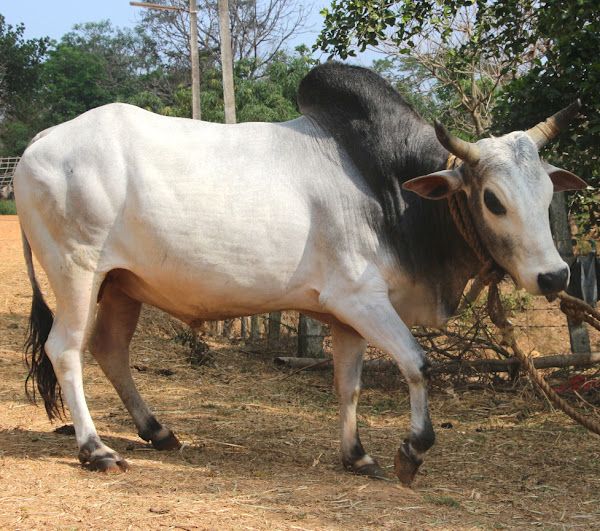 kherigarh cattle, about kherigarh cattle, kherigarh cattle breed, kherigarh cattle breed info, kherigarh cattle breed facts, kherigarh cattle care, caring kherigarh cattle, kherigarh cattle color, kherigarh cattle characteristics, kherigarh cattle facts, kherigarh cattle for milk, kherigarh cattle history, kherigarh cattle info, kherigarh cattle images, kherigarh cattle milk, kherigarh cattle origin, kherigarh cattle photos, kherigarh cattle pictures, kherigarh cattle rarity, kherigarh cattle rearing, raising kherigarh cattle, kherigarh cattle size, kherigarh cattle temperament, kherigarh cattle uses, kherigarh cattle weight