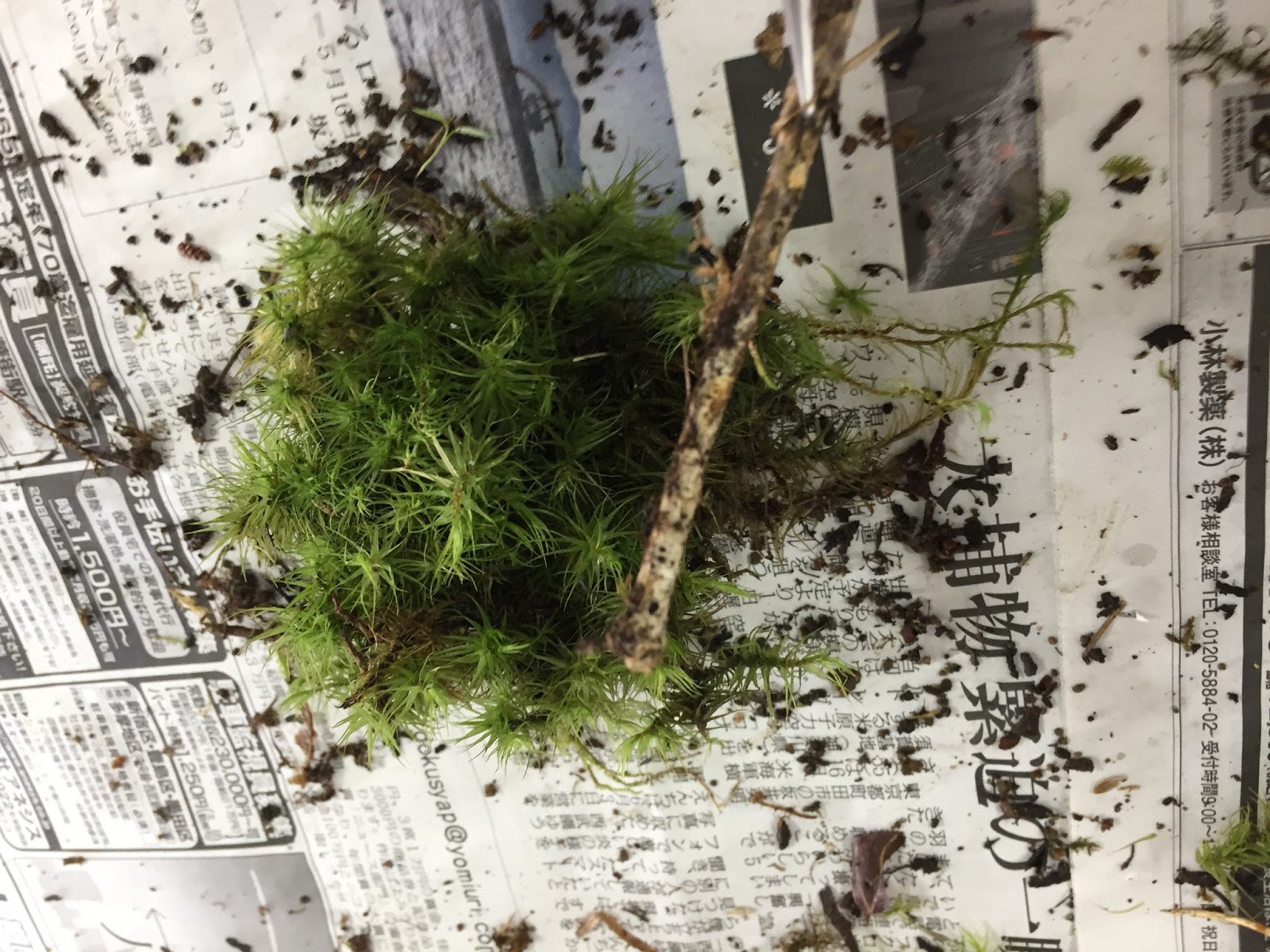 道草 Michikusa Blog 小さな苔の森 苔テラリウムの育て方 カビ対策 予防編