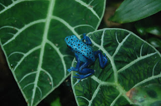 تعرف على أخطر حيوانات  الأمازون Poison-dart-frog