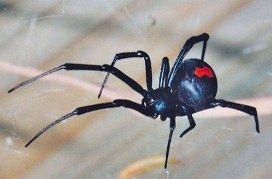 Adakah Semua Laba-Laba Beracun? Menjelajahi Dunia Arachnid yang Menarik dan Berbahaya