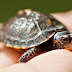 Broasca ţestoasă - Simbol şi semnificaţie