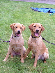 Puppy #10 Zuni (Alanis/Tiburon) (right)