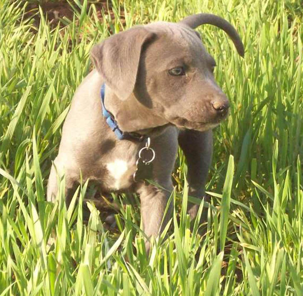 Blue Lacy - Texas Dog Names