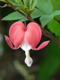 Bleeding heart Dicentra spectabilis Valentine by garden muses-not another Toronto gardening blog