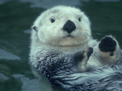 Life of Sea Otter | Life of Sea
