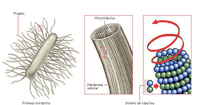 Estructura proteica de un microtúbulo