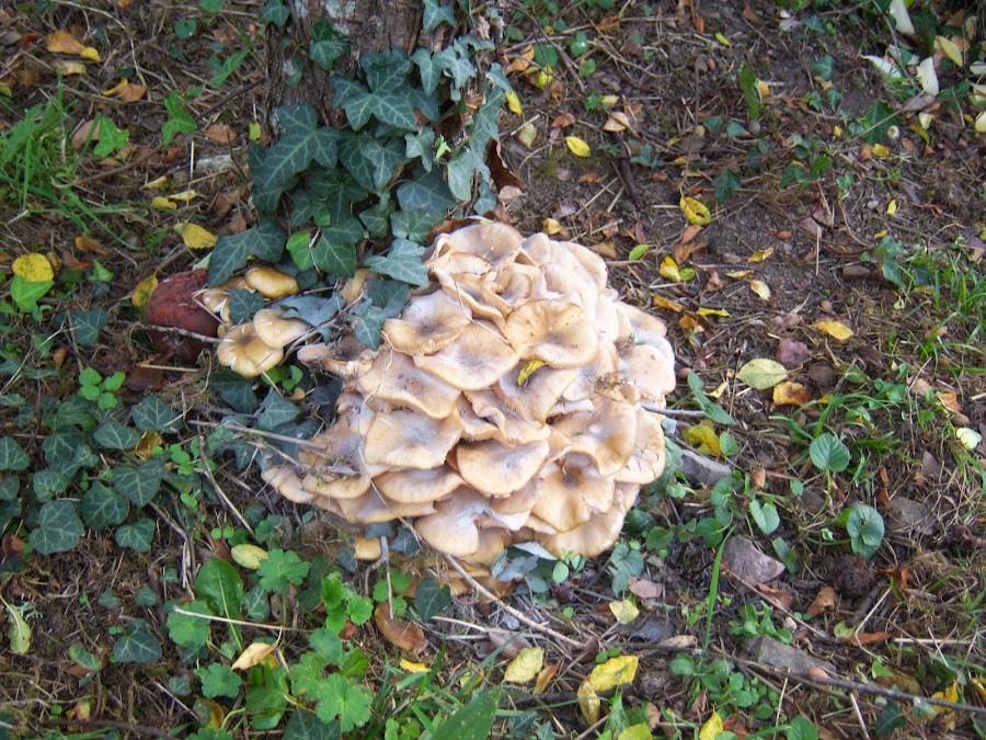Setas amontonadas al pie de un árbol