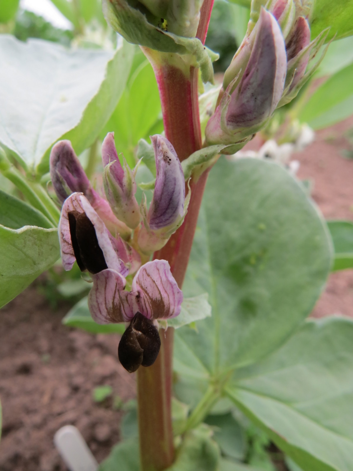 Growing Food, Saving Seeds Colourful Broad bean flowers