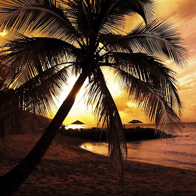 Palm sunset download free wallpapers for Apple iPad