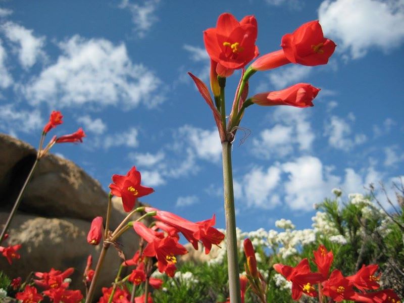 Flores en el desierto